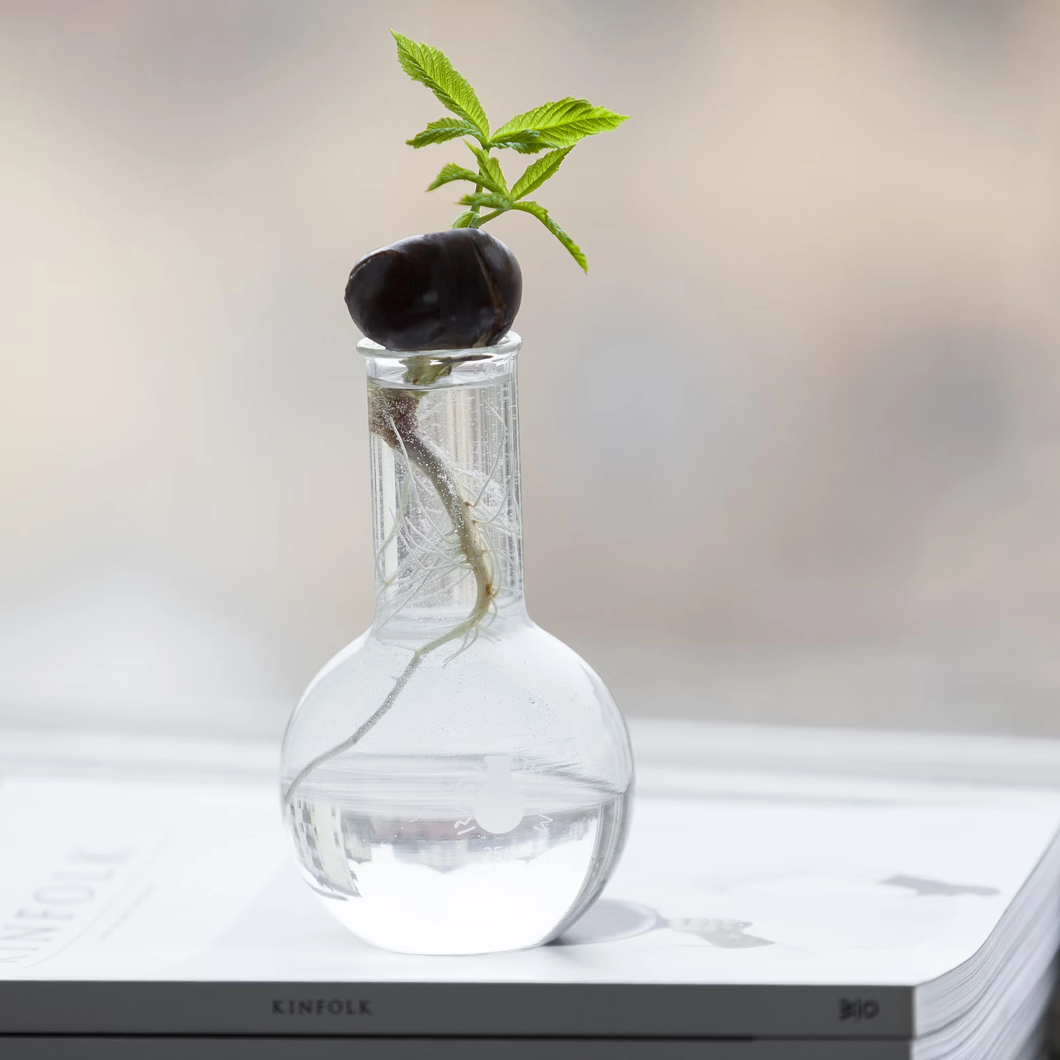 small plant in vase